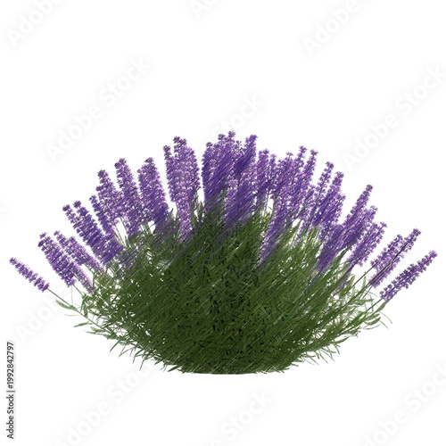 Lavender bush isolated transparent background realistic sketch PNG with alpha channel
