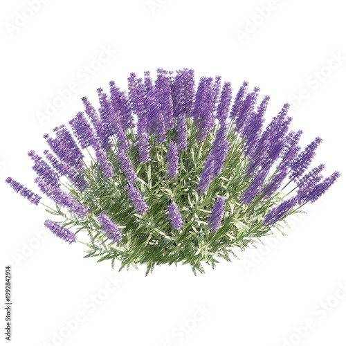 Lavender bush isolated transparent background realistic sketch PNG with alpha channel
