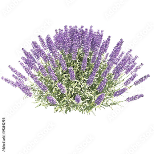 Lavender bush isolated transparent background realistic sketch PNG with alpha channel
