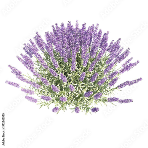 Lavender bush isolated transparent background realistic sketch PNG with alpha channel
