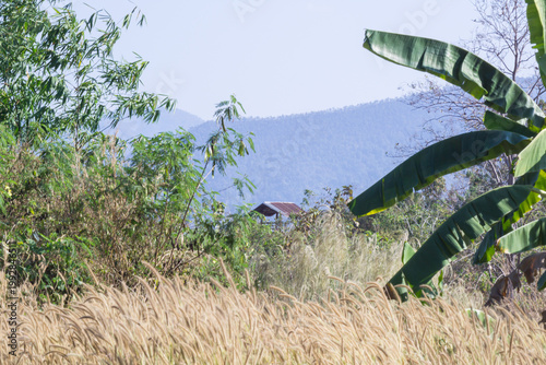 Small hut standing alone in tropical forest valley of Thailand during hot summer drought season.