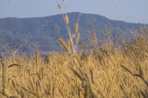 Golden dry grass field in valley of Thailand during hot summer drought season with mountain view.