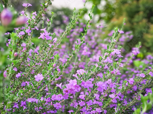Close-up photo of Texas sage with vivid purple blossoms and green leaves. Perfect for nature and floral themes.