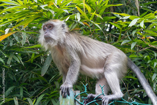 Canvas Print Wild Monkey Sitting in Lush Green Foliage