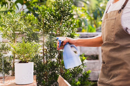 Gardener with apron mists a vibrant green fern with a spray bottle.