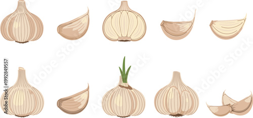 Garlic Bulbs and Cloves Vector Illustration with Detailed Cross-Sections for Cooking, Organic Food, and Healthy Ingredient Designs