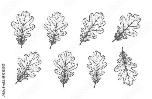 Collection of eight hand drawn oak leaves with stippled texture leaf autumn fall