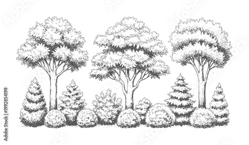 Hand drawn of diverse trees and bushes in a line foliage nature landscape