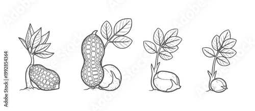 Peanut plant growth stages from seed to sprout with leaves