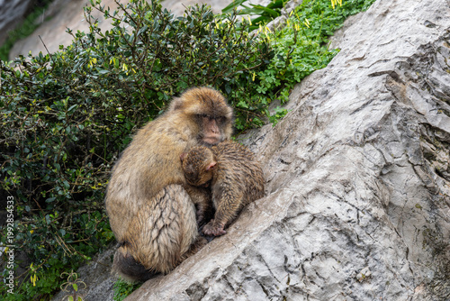 Barbary Macaque - Macaca sylvanus, popular unique primate native to the Gibraltar rock and to the Atlas Mountains of Algeria, Tunisia and Morocco. 