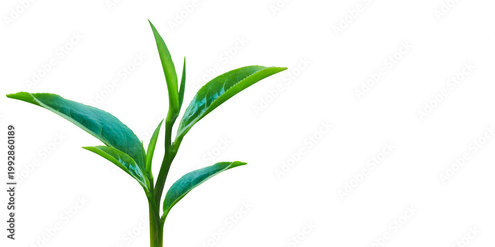 Fototapeta premium Fresh Green Tea Leaves Isolated on Black Background