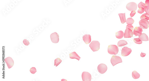 Schilderij op canvas Scattered pink rose petals falling, isolated on transparent background