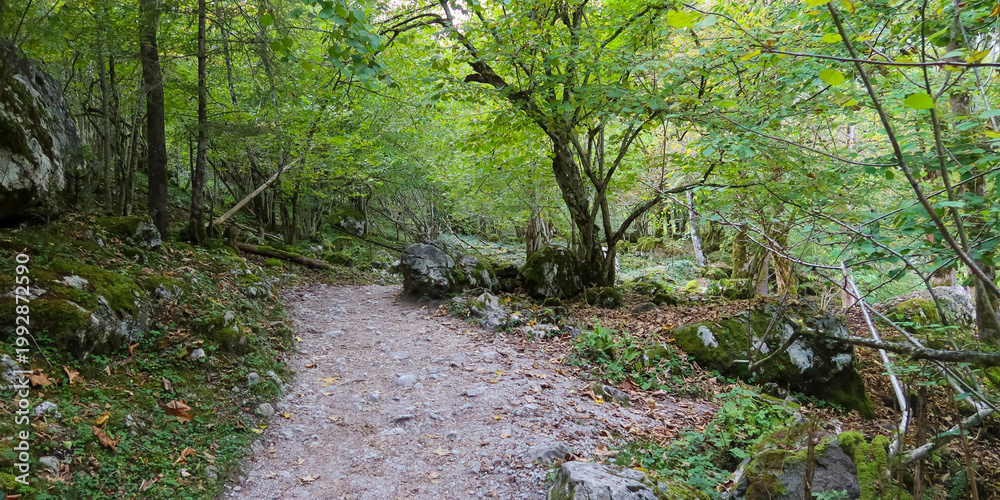 Fototapeta premium Forest path winding through green woods and rocks