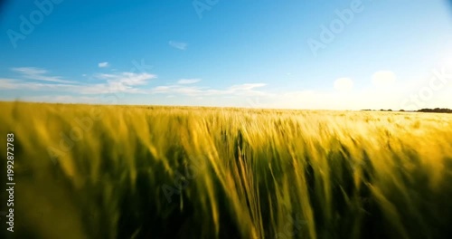 Golden wheat field swaying in the breeze under a bright blue sky during sunset