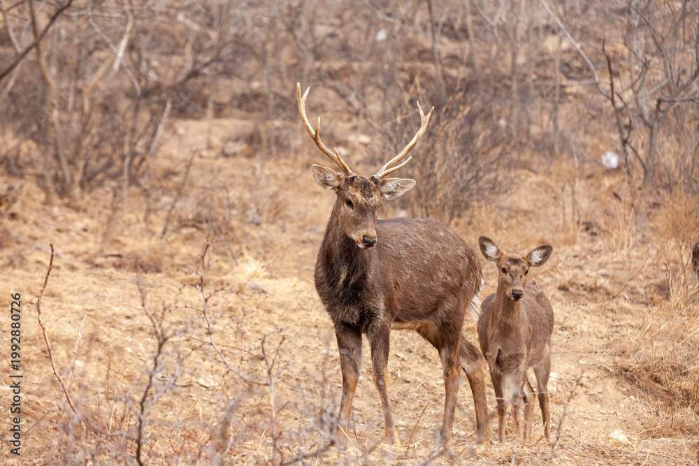 Obraz premium deer in the wild