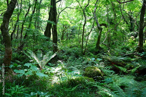 shiny ferns in primeval forest
