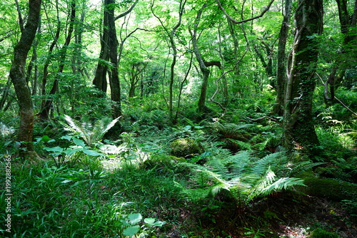 Bilde på lerret shiny ferns in primeval forest