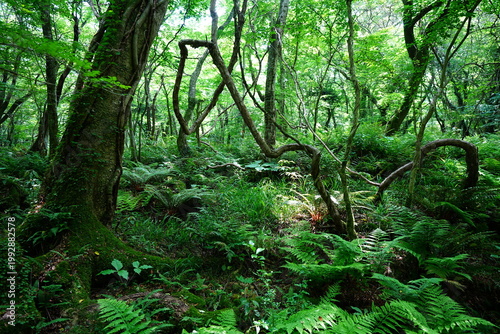 Foto shiny ferns in primeval forest