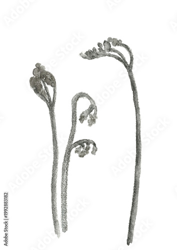 墨で描いた春の訪れを告げるワラビのイラスト素材【手描き】白バック 透過背景 コピースペースあり