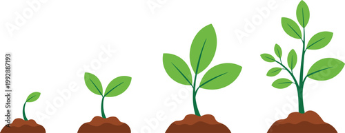 Plant growth stages set, seedling to mature plant vector illustration sequence