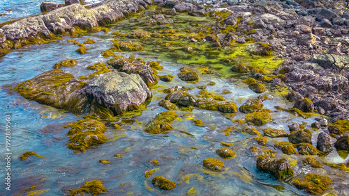 Photography April 19 2026 the Port Shelter Intertidal Rocky Shore