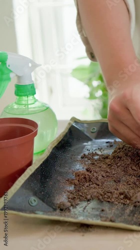 Vertical video: Spreading mix person in beige top teasing root repotting seedling at table near pot
