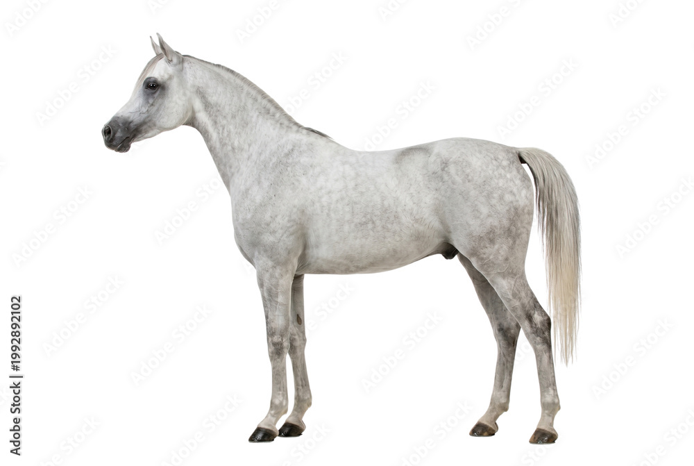 Obraz premium Side view of a majestic dapple gray Arabian horse standing