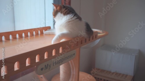 pet care concept with play and happy feeling with cat in living room 