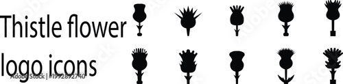 black, thistle, flower, icon, clip, clip art, silhouette, image, ornament, unique, graphic, celtic, signs, spine, heraldry, medicine, artwork, drawing, symbolism, vignetting, woodcut, apothecary, magi
