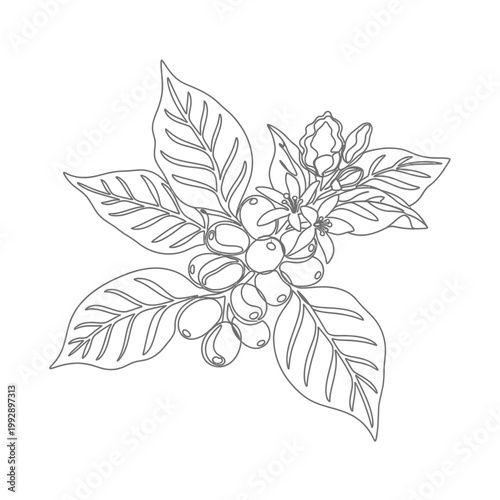 Coffee Branch with Beans, Flowers and Leaves - Line Art Illustration