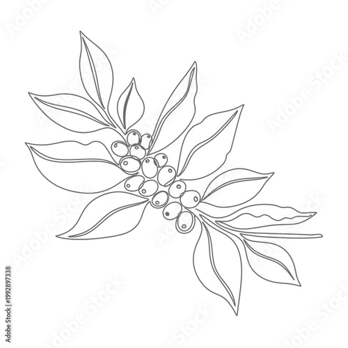 Coffee Branch with Berries and Leaves Outline - Minimalist Line Art