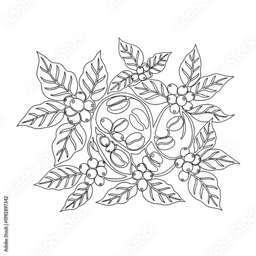 Coffee Plant Mandala Outline - Branches, Leaves, Beans, and Berries