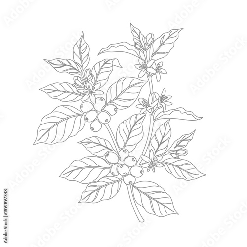 Coffee plant branch with leaves, berries and flowers, line art illustration, botanical drawing