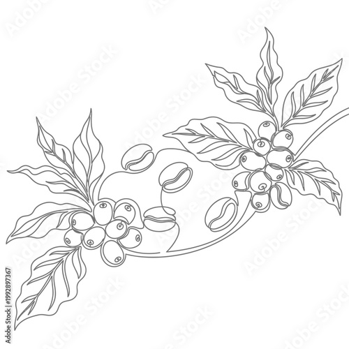 Coffee Plant Branch with Beans and Leaves - Minimalist Line Art Outline