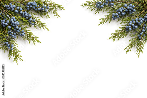 Juniper Berry Branch Frame on White Background with Copy Space – Evergreen Botanical Border Design