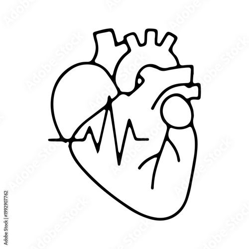 Anatomical Heart Line Art Illustration with ECG Pulse