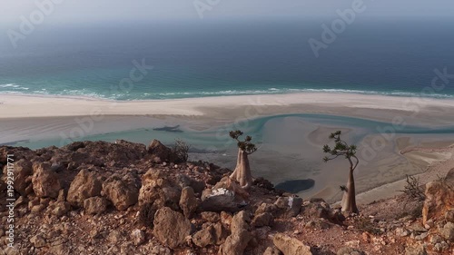 Unique socotra desert rose trees overlooking a pristine white sand beach