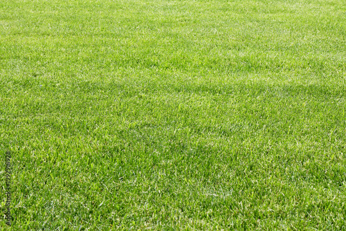 Konstfotografi GREEN GRASS MOWED LAWN COVERING THE GROUND - NATURAL TURF FIELD WITH DENSE BLADES OF VEGETATION