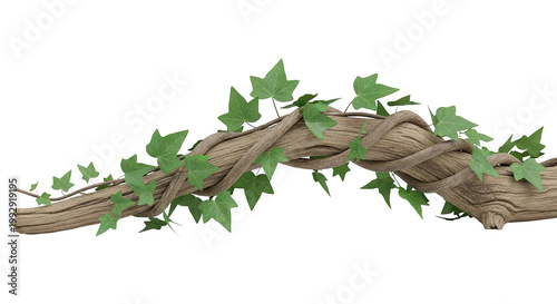 Twisted Wood Branch with Green Ivy Leaves