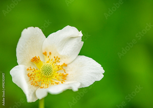 white anemone flower close up on a blurred green background