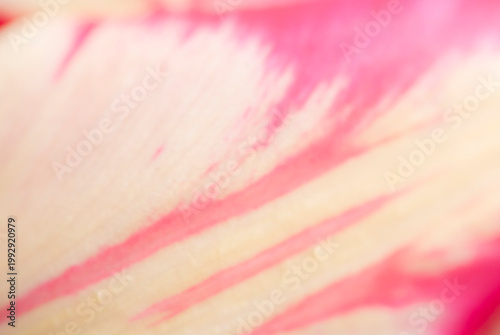 floral blurred abstraction of pink tulip