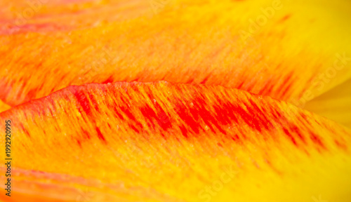 floral abstraction macro of pink and yellow tulip pattern