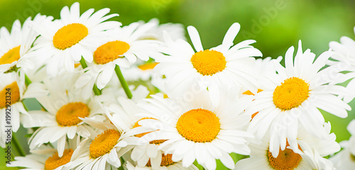 flowers white daisies close-up