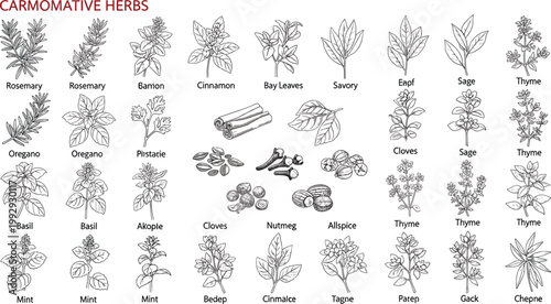 Aromatic herbs and spices vector illustration set, detailed vintage botanical drawings of rosemary basil thyme cloves nutmeg and leaves isolated on white background