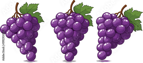 Purple grape bunch vector illustration set, fresh juicy vineyard fruit clusters with leaves in glossy style isolated on white background food design collection