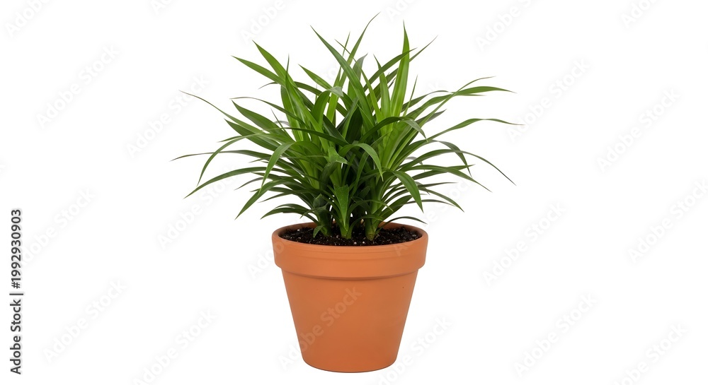 Fototapeta premium テラコッタの植木鉢に植えられた緑色の観葉植物、室内装飾用の鉢植え、白い背景の製品写真素材 plant terracotta houseplant green desig