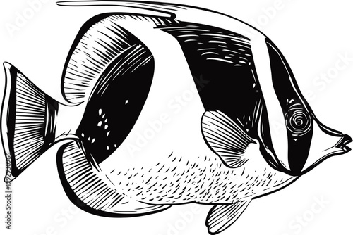 Black and white tropical fish illustration with detailed fin and scale patterns, marine aquatic sea life drawing