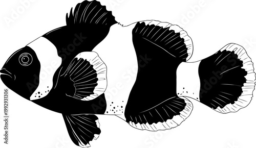 Clownfish silhouette illustration with distinctive striped pattern and textured fins in black and white