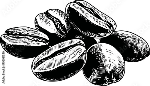 Close up illustration of coffee beans with detailed texture and shading on white background