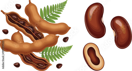 Tamarind pods and seeds vector illustration, peeled tropical fruit with pulp and beans detailed realistic style isolated on white background food design
